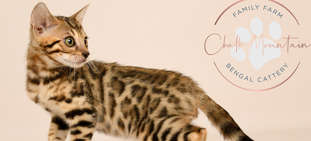 Bengal kitten for sale